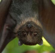Image result for Black Bat Species with Red Skin