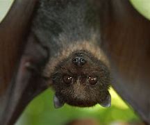 Image result for North American Bats
