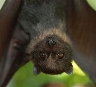 Image result for Floating Bat Eyes