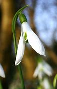 Image result for Galanthus Atkinsii