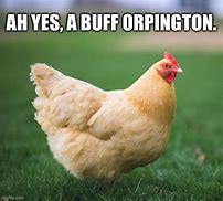 Image result for Chicken Birthday Meme