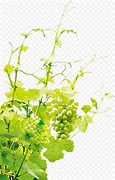 Image result for Grape Vine Transparent