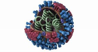 Image result for Types of Flu Viruses