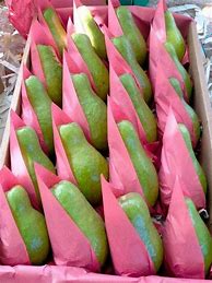 Image result for Egyptian Guava