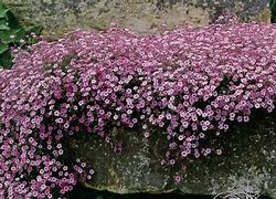 Image result for Gypsophila repens Rosa Schönheit