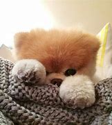 Image result for Peek A Boo Dog