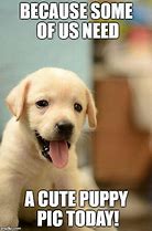 Image result for AW Puppy Meme