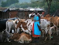 Image result for african cattle herding