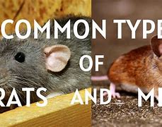 Image result for rat�dico