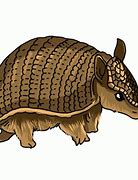 Image result for Funny Armadillo Cartoons