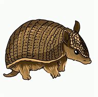 Image result for Armadillo Clip Art