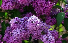 Image result for Purple Flower Vbunch