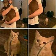 Image result for Betrayed Cat Meme