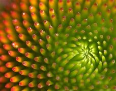 Image result for macro stock