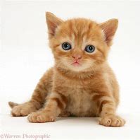Image result for Red British Shorthair