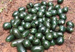 Image result for Big Pill Bug