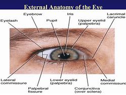Image result for External Eye Anatomy Diagram