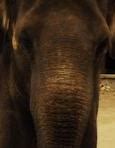 Image result for Zookeeper Barry The Elephant