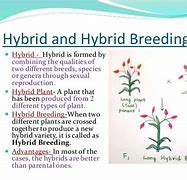 Image result for Hybridization in Plant Breeding