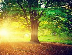 Image result for Nature Trees and Sunshine