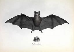 Image result for Vintage Bat Print