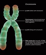 Image result for Chromosome