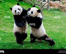 Image result for Giant Panda Fighting