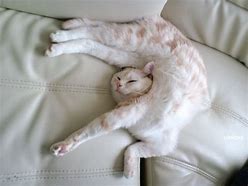 Image result for Cat Chillin