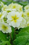 Image result for Primula auricula Lepton Jubilee