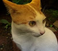 Image result for Cat Wallpaper iPhone