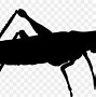 Image result for Cricket Bug Cartoon Transparent