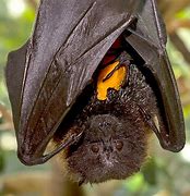 Image result for Large Fruit Eating Bat