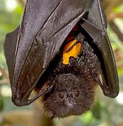 Image result for Fruit Bat Eating Plum