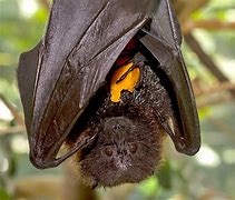 Image result for rodrigues fruit bats facts