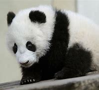 Image result for Baby Pandas Desktop Wallpaper