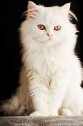 Image result for Albino Persian Cat