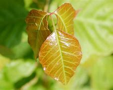 Image result for 6 Leaf Poison Ivy