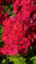 Image result for Phlox paniculata Famous Light Purple