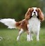 Image result for Coon Hunting Dog Breeds