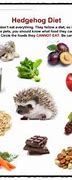 Image result for Hedgehog Food for Kids