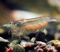 Image result for Freshwater Shrimp Aquarium