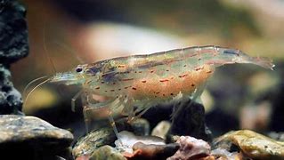 Image result for Freshwater Shrimp in Minnesota Lakes