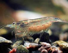 Image result for Freshwater Shrimp