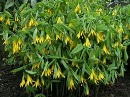 Image result for Uvularia grandiflora Pallida