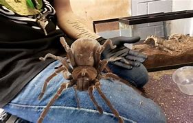 Image result for World Largest Spider Ever Found