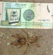 Image result for Camel Spider Saudi Arabia