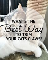 Image result for Cat Claw Map