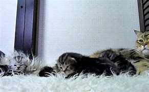 Image result for Mother Cat Meow Babies