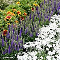 Image result for Veronica spicata Glory ® (ROYAL CANDLES)