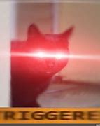 Image result for Karate Cat Meme